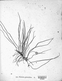 Pilularia globulifera image